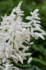 2-white-astilbe-bob-corson