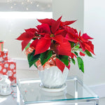 Red Poinsettia - Red Christmas Poinsettia image1