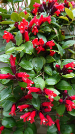 Aeschynanthus 'Mona Lisa' 12cm image3