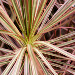 26155-dracaena-bicolor-2-cannes-4