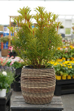 Medium brown woven-effect planter with leafy green shrub, displayed on a wooden table in a garden centre setting.