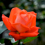 Scented Rose in 2L Tall Rose Pot - (Orange Beauty) image1
