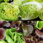 3 Lettuce Mix Collection