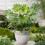 Fatsia Japonica in 9cm Pot - 'Spiders Web' (2 Plants) image3