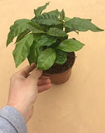 Coffee Arabica image1