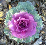 4 x Ornamental Cabbage Plants - Red Pigeon image1