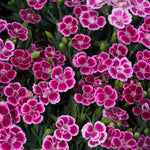 Dianthus Pink Kisses Flowering Plant image1