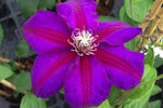 Clematis Mrs N Thompson image2