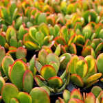 Crassula Ovata - Money Plant