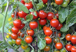 Tomato Plant "Gardeners Delight" 3 Plants image2