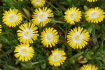 Delosperma Peridot Ice Plant image1