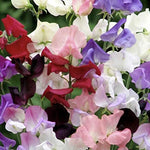 Sweet Pea Plants Mix - 6 x 9 cm Pots image2