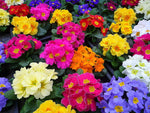 Primrose Plants Mixed Colours 12 Pack image3
