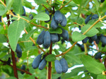 Lonicera caerulea 'Blue Velvet' (Honeyberry) image1
