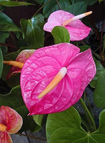 61-qAh72qaS._AC_SL1080_