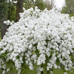 Exochorda Macrantha - The Bride image1