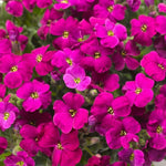 Aubretia Audrey Red image4