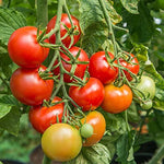 Tomato Plant "Moneymaker" 3 Plants image4