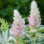 Acanthus mollis 'Whitewater' image4