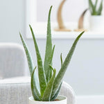 61iRXY34xlL._AC_SL1500_