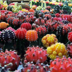 Gymnocalycium Mihanovichii Moon Cactus in 10.5cm Pot image1