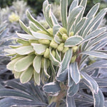 Euphorbia Glacier Blue image3