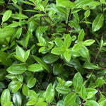 Pittosporum tenuifolium 'Golf Ball' image2