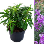 Erysimum Bowles Mauve image1