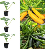 Courgette - 3 Mix Plants image1