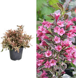 Weigela 'All Summer Monet' image1