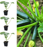 Courgette Plant "Ambassador" - 3 Plants image1