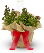 Leucothoe Curly Ruby Red - 40th Wedding Gifts image1