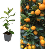 Citrus Calamondin Tree in 10cm Pot image1