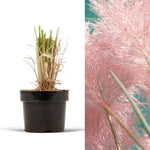 Pampas Grass Pink Rosea image1