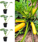 Courgette "Taxi F1" 3 Plants image1