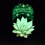 Echeveria Glow in The Dark Plant image1