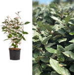 Elaeagnus Ebbingei image1