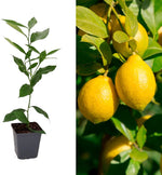Citrus Lemon Tree in 10cm Pot image1