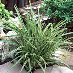 Carex Ice Dance x 3 Sedge Plants image2