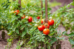 Tomato Plant "Shirley F1" 3 Plants image2
