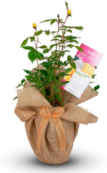 811+T8wiKLL._AC_SL1500_