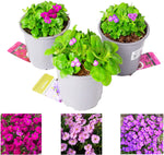 Aubrieta Audrey Pack of 3 Plants image1