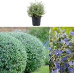 Teucrium Fruticans image1