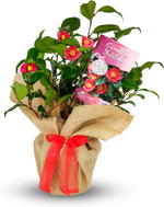 Camellia 'Yuletide' - Gift Wrapped with Red Bow image1