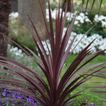 3 x Cordyline Torbay Red image4