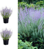 Perovskia Rocketman image1