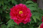Tree Peony - Red image1