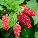 Rubus Tayberry image1