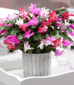 Christmas Cactus Tricolour image2