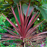 Cordyline Torbay Red image2